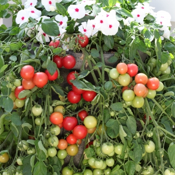 Tomato Cherry Falls